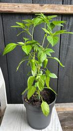 Moestuin planten, Tuin en Terras, Planten | Tuinplanten, Ophalen, Volle zon, Groenteplanten, Eenjarig