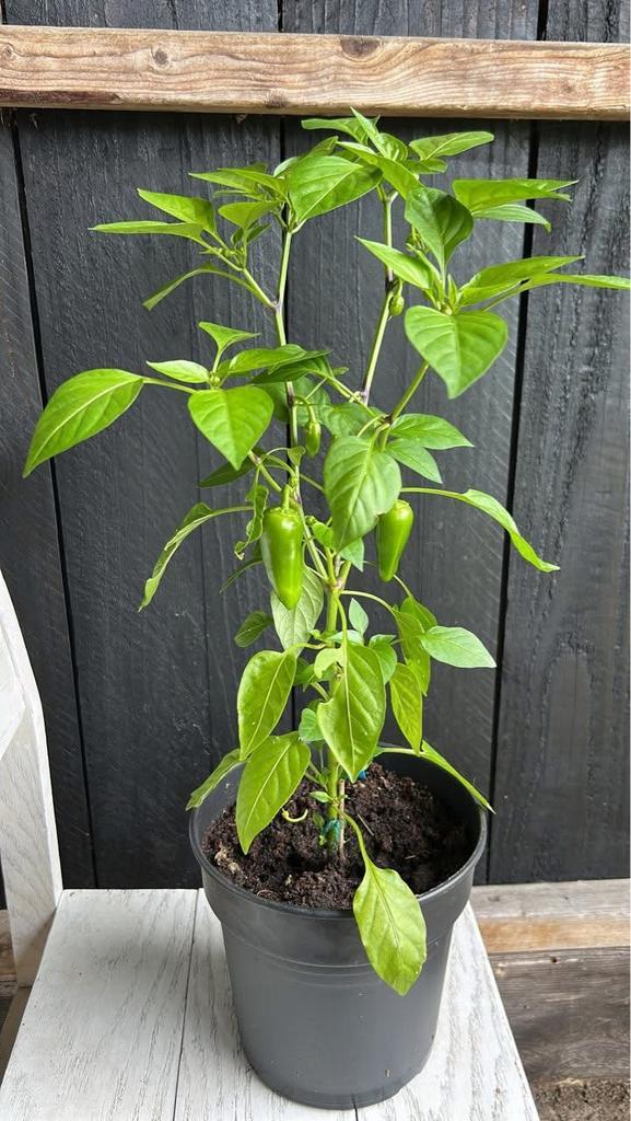 Moestuin planten, Tuin en Terras, Planten | Tuinplanten, Eenjarig, Groenteplanten, Volle zon, Zomer, Ophalen