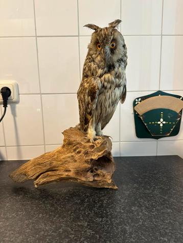Fraai opgezette ransuil taxidermie beschikbaar voor biedingen