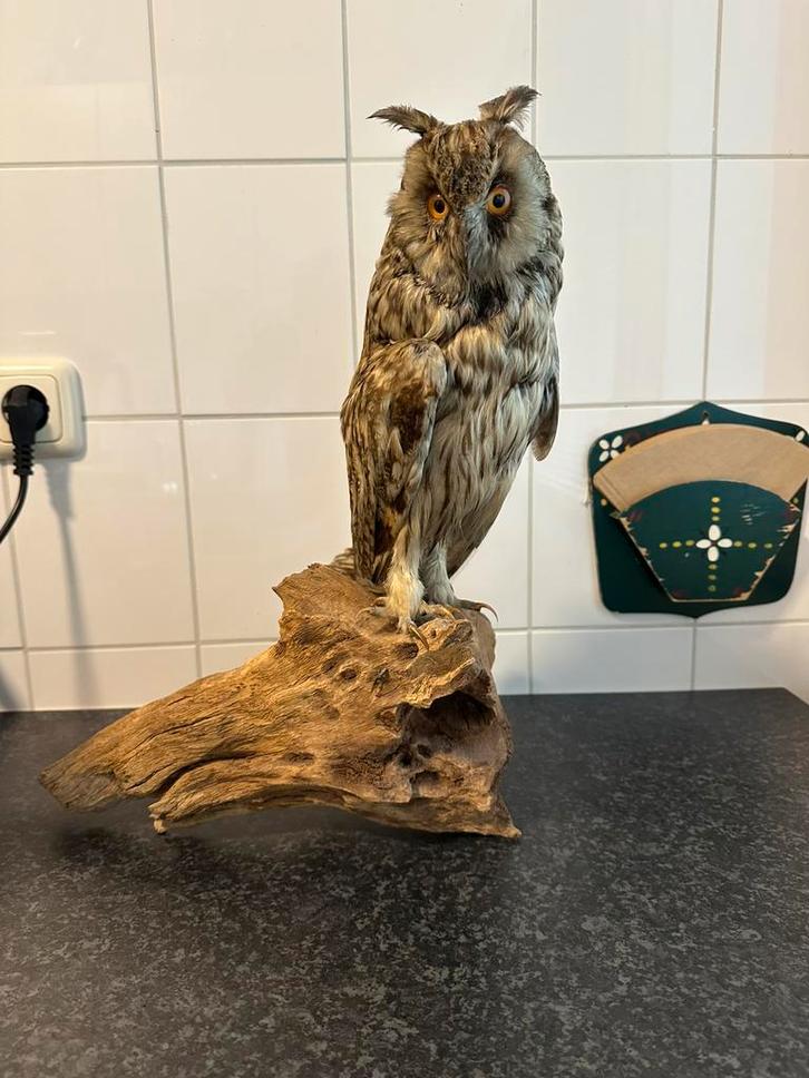 Fraai opgezette ransuil taxidermie, Verzamelen, Dierenverzamelingen, Zo goed als nieuw, Opgezet dier, Vogel, Ophalen of Verzenden