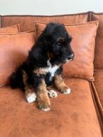 Australian labradoodle alf1 puppy’s, Overige rassen, 8 tot 15 weken, Meerdere, Meerdere dieren