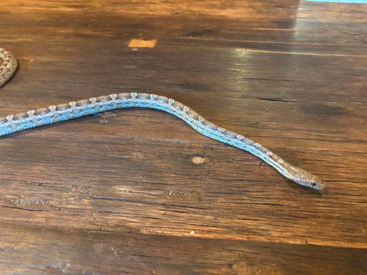 Terrarium meubel inclusief rattenslangen