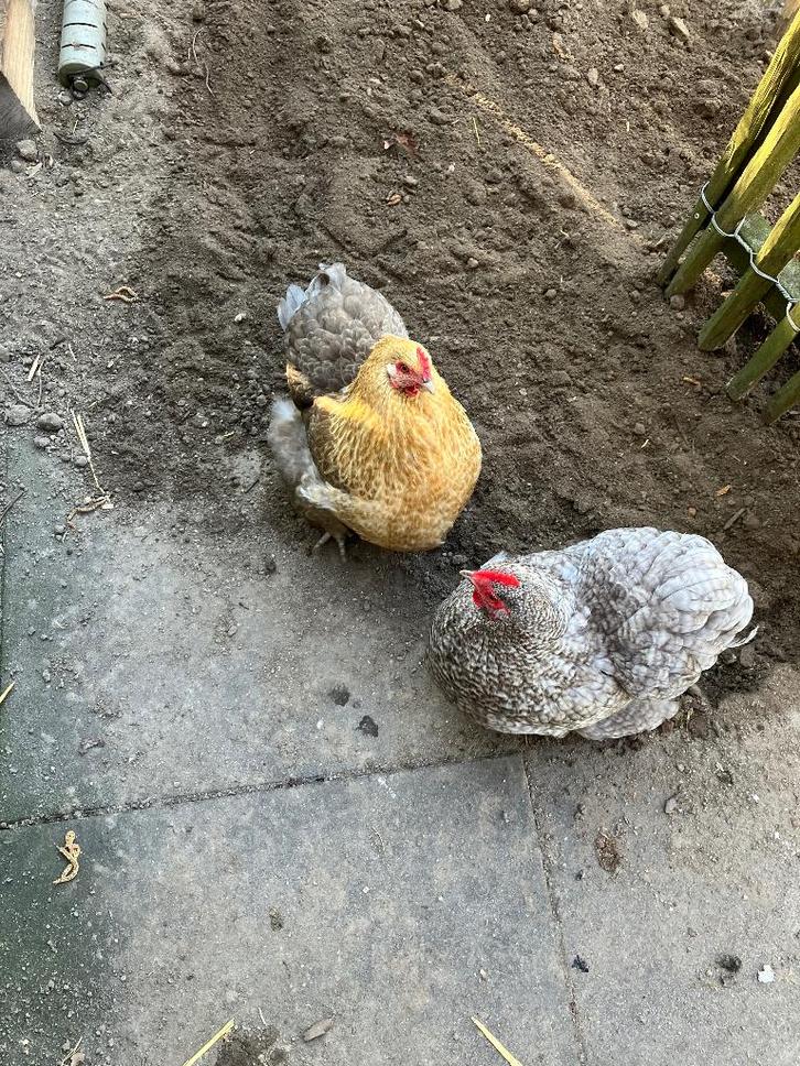 Kippen, Dieren en Toebehoren, Pluimvee, Kip, Vrouwelijk