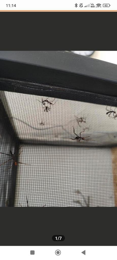 Nimfen van Australische flappentakken, Dieren en Toebehoren, Insecten en Spinnen, Wandelende tak