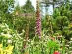 Gratis Beplantingsplan bij afname van planten, Ophalen of Verzenden, Vaste plant