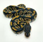 2025: 0.1 Blackhead het. Clown, Dieren en Toebehoren, Reptielen en Amfibieën, Slang, Tam, 0 tot 2 jaar
