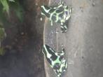 Dendrobates auratus nakweek 2025, Dieren en Toebehoren, Reptielen en Amfibieën, Amfibie, 0 tot 2 jaar