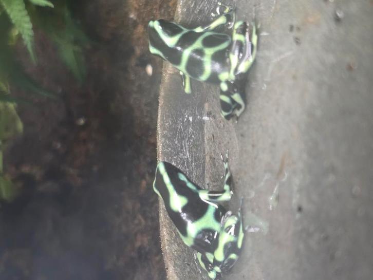 Dendrobates auratus nakweek 2025, Dieren en Toebehoren, Reptielen en Amfibieën, Amfibie, 0 tot 2 jaar