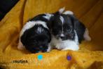 Stoere kleine boomer pups., Nederland, Parvo, Overige rassen, 8 tot 15 weken