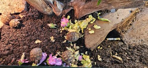 Jonge landschildpadden schildpadden, Dieren en Toebehoren, Reptielen en Amfibieën, Schildpad, 0 tot 2 jaar, Tam