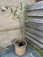 Pruimen struik 150 cm, Ophalen of Verzenden, Volle zon, Overige soorten