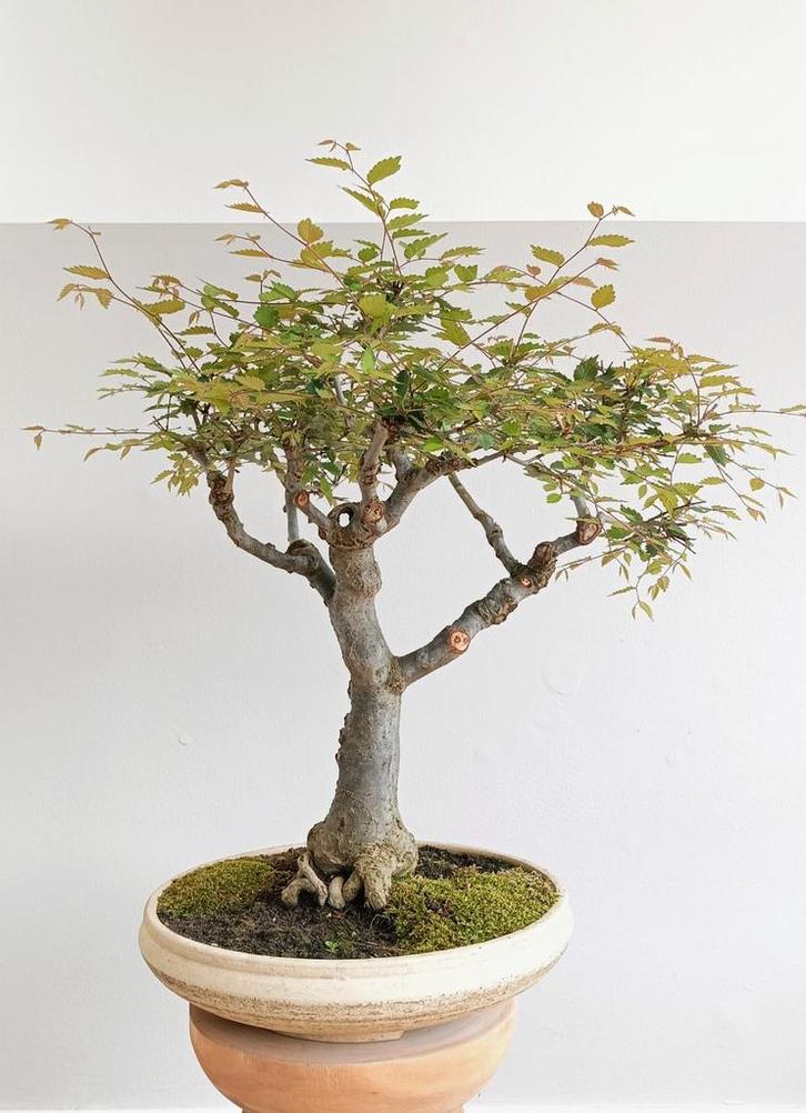 Mooie Japanse zelkova (iepsoort), Tuin en Terras, Planten | Bomen, Overige soorten, Volle zon, Bloeit niet, Ophalen