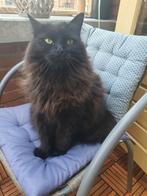 Gizmo zoekt goud personeel, Poes
