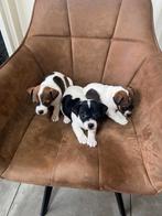 Te koop Jack Russell pups, Dieren en Toebehoren, Rabiës (hondsdolheid), Jack Russell Terriër, 8 tot 15 weken, Meerdere