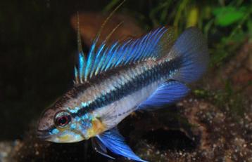 Nieuw binnen!!! grote koppels Apistogramma Trifasciata!!! beschikbaar voor biedingen