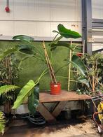 Philodendron Davidsonii, Ophalen, Overige soorten, Halfschaduw, In pot