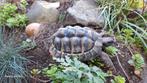 Landschildpad mannetje