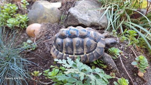 Landschildpad mannetje, Dieren en Toebehoren, Reptielen en Amfibieën