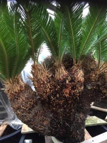 Cycas Revoluta Cristaten uit Costa Rica beschikbaar voor biedingen