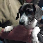 Jack russel reutjes ,3 kleur laagbenig,ouders aanwezig ., Jack Russell Terriër, Reu, CDV (hondenziekte), 8 tot 15 weken