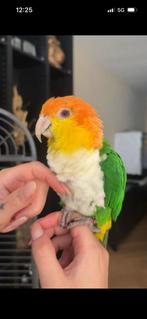 Parkieten en papegaaien opvang, Meerdere dieren, Papegaai