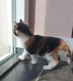 **Prachtige Kitten**, Dieren en Toebehoren, Kater, Kortharig