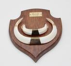 Groot schild tanden EVERZWIJN / WILD ZWIJN - ref. F, Verzamelen, Dierenverzamelingen, Ophalen of Verzenden, Gebruikt, Wild dier