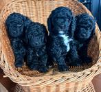 labradoodle pups medium Fleece en Curly l, Rabiës (hondsdolheid), Overige rassen, 8 tot 15 weken, Meerdere dieren