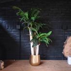 Mooie Yucca ZIJDEPLANT, Ophalen