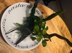 Kienhout, Dieren en Toebehoren, Ophalen, Plant(en), Steen of Hout
