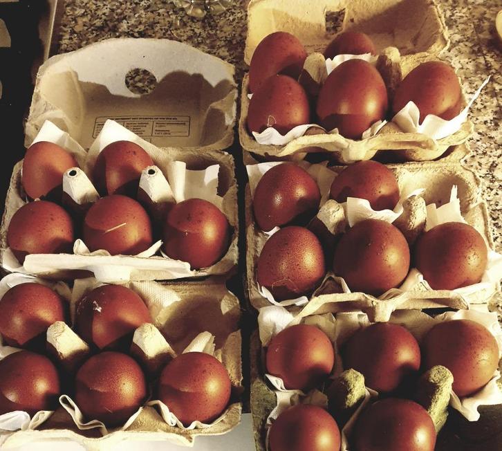 Koperzwarte Marans groot. Mooie donkere, grote broedeieren, Dieren en Toebehoren, Pluimvee, Kip, Geslacht onbekend