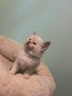 Ragdoll kitten Poes, Dieren en Toebehoren, Katten en Kittens | Raskatten | Langhaar, Poes, Ontwormd