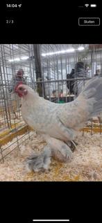 krielkippen Sapelpoten, Dieren en Toebehoren, Pluimvee, Vrouwelijk, Kip