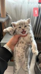 Britse korthaar kittens te koop 😻 nog een kitten beschikbar, Meerdere dieren, Ontwormd, 0 tot 2 jaar