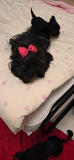 Puppy van york terrier, Dieren en Toebehoren, Yorkshire Terriër, CDV (hondenziekte), 8 tot 15 weken, Meerdere