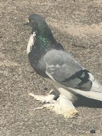 Sierduiven, Dieren en Toebehoren, Meerdere dieren, Overige soorten