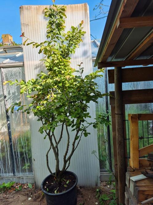Perzisch ijzerhout, Tuin en Terras, Planten | Bomen, Overige soorten, 250 tot 400 cm, Volle zon, Lente, In pot, Ophalen