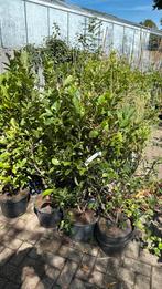 Magnolia susan grote planten met grote kluit hoog 100/125, Ophalen, Lente, Vaste plant, Halfschaduw