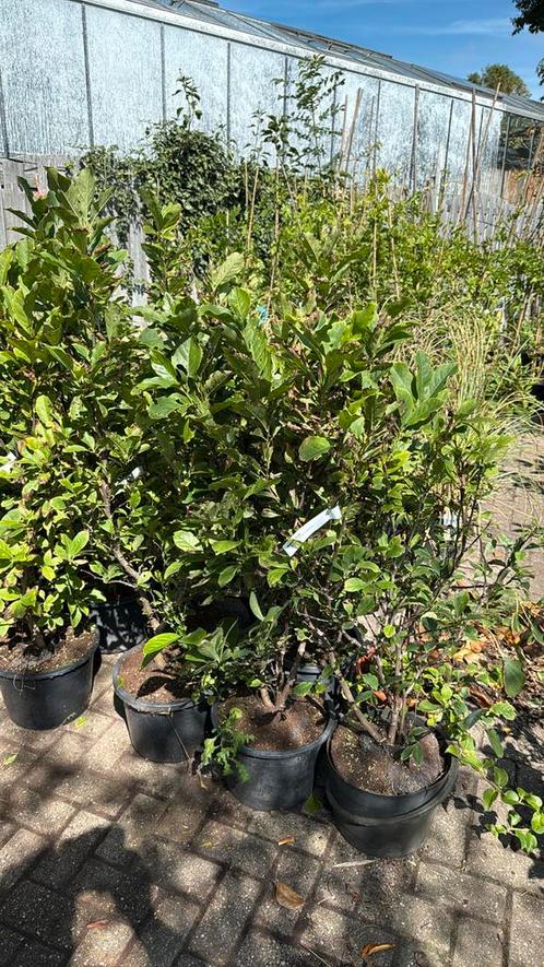 Magnolia susan grote planten met grote kluit hoog 100/125, Tuin en Terras, Planten | Tuinplanten, Vaste plant, Halfschaduw, Lente