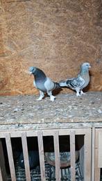 Taklacı duiven, Meerdere dieren, Postduif