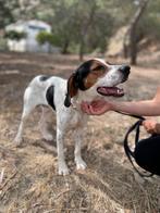 Marlo verdient een mooie plek, Rabiës (hondsdolheid), Buitenland, Eén hond, Reu