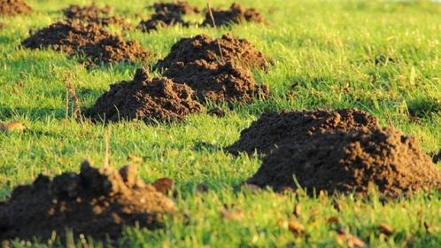 Mollenvanger! Regio: Zwolle - Apeldoorn, Tuin en Terras, Bestrijdingsmiddelen, Nieuw, Ongediertebestrijding, Ophalen of Verzenden