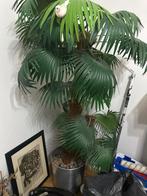 Mooie kamerplant - Palm plant groot en zwaar, Huis en Inrichting, Kamerplanten, 100 tot 150 cm, Palm, In pot, Groene kamerplant