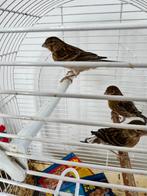 Kanaries, Dieren en Toebehoren, Geslacht onbekend, Kleurkanarie