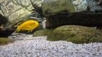Labidochromis Caeruleus Yellow, Vis, Zoetwatervis