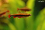 Nannostomus beckfordi - Potloodvisje 1x, Vis, Zoetwatervis, Schoolvis