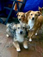 GEZELLIG TEEFJE SHADY IN NL WAAR MAG ZIJ NAAR TOE VERHUIZEN?, Dieren en Toebehoren, Honden | Niet-rashonden, Particulier, 15 weken tot 1 jaar