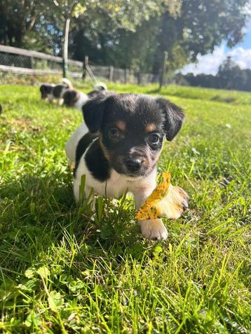 Lieve jack russell pups  beschikbaar voor biedingen