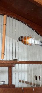 Bastaard, Mannelijk, Bastaard