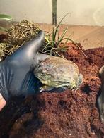Te koop afrikaanse stierkikker, Dieren en Toebehoren, Reptielen en Amfibieën